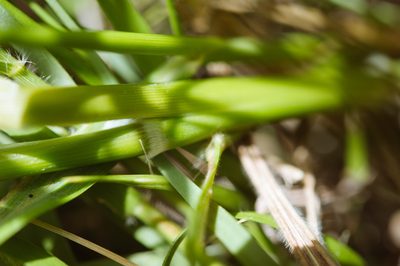 Sorghum nitidum, photographed by Cheng-Tao Lin