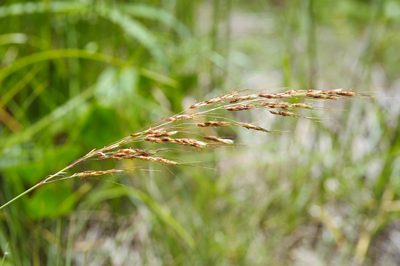 Sorghum nitidum, photographed by Cheng-Tao Lin