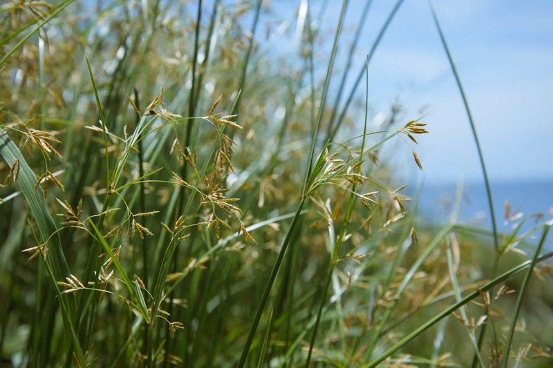 Cyperus mitis, photographed by Cheng-Tao Lin