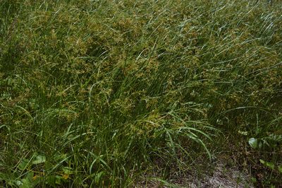 Cyperus mitis, photographed by Cheng-Tao Lin