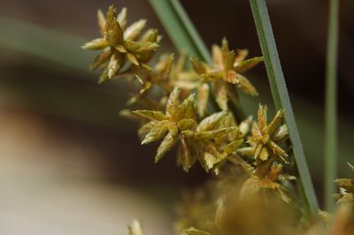 Cyperus javanicus, photographed by Cheng-Tao Lin