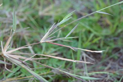 Lepturus repens, photographed by Cheng-Tao Lin