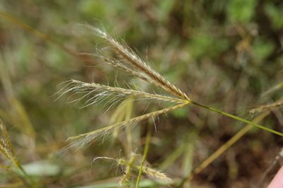 Chloris divaricata, photographed by Cheng-Tao Lin