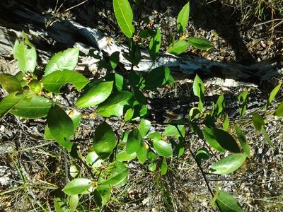 Paropsia brazzaeana, photographed by National Geographic Okavango Wilderness Project