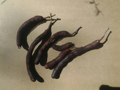Bobgunnia madagascariensis, photographed by National Geographic Okavango Wilderness Project