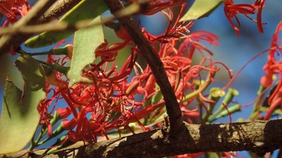 Plicosepalus kalachariensis, photographed by i_c_riddell