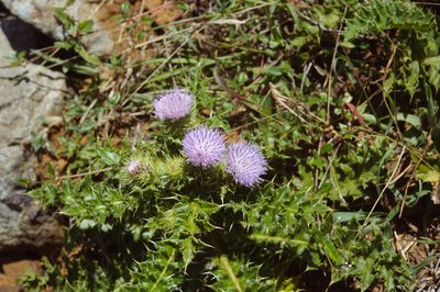 Cirsium brevicaule, photographed by Cheng-Tao Lin