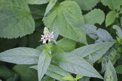 Stachys latidens, photographed by Ashwin Srinivasan