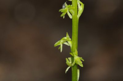Platanthera unalascensis, photographed by Rolf Lawrenz