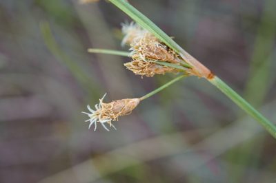 Fimbristylis sieboldii, photographed by Cheng-Tao Lin
