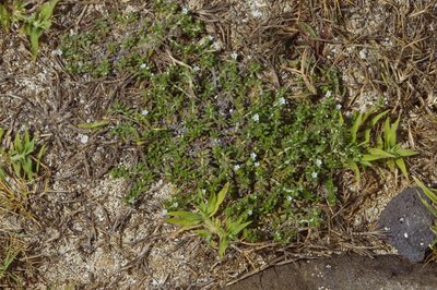 Heliotropium formosanum, photographed by Cheng-Tao Lin