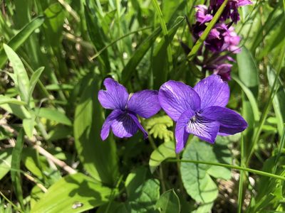Viola langsdorffii, photographed by Jason Grant