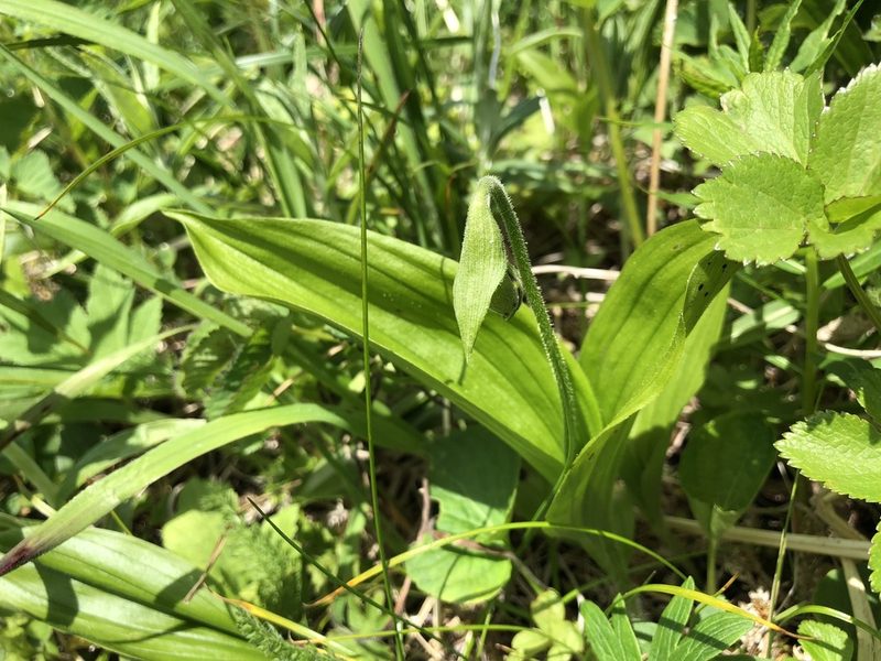 Cypripedium yatabeanum, photographed by Jason Grant