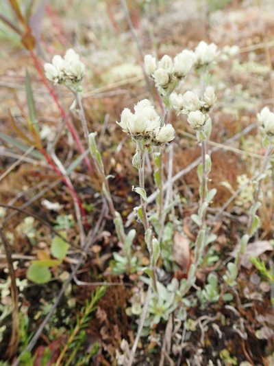 Antennaria friesiana, photographed by Allan Harris
