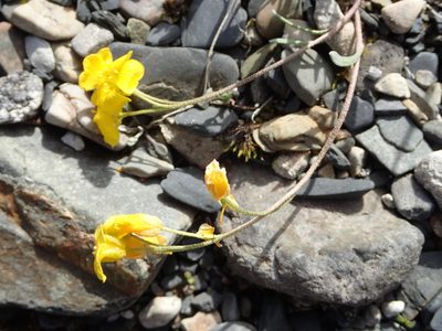 Physaria calderi, photographed by Allan Harris