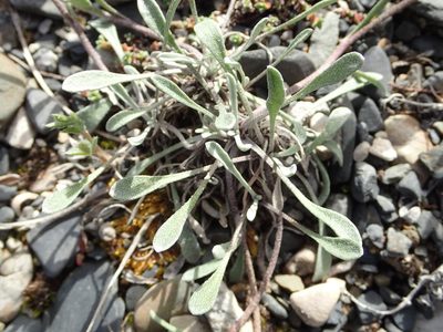 Physaria calderi, photographed by Allan Harris