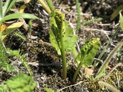 Botrychium pinnatum, photographed by Jason Grant
