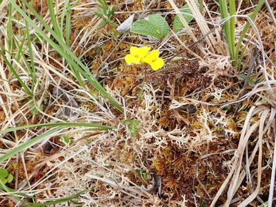 Draba ogilviensis, photographed by Allan Harris