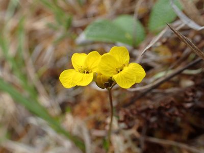 Draba ogilviensis, photographed by Allan Harris