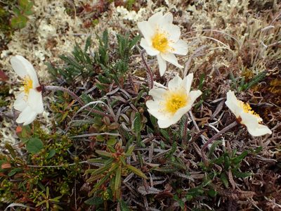 Dryas alaskensis, photographed by Allan Harris