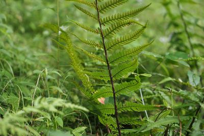 Dryopteris uniformis, photographed by harum.koh