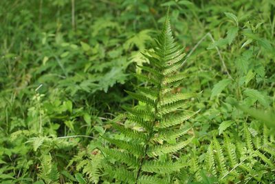 Dryopteris uniformis, photographed by harum.koh