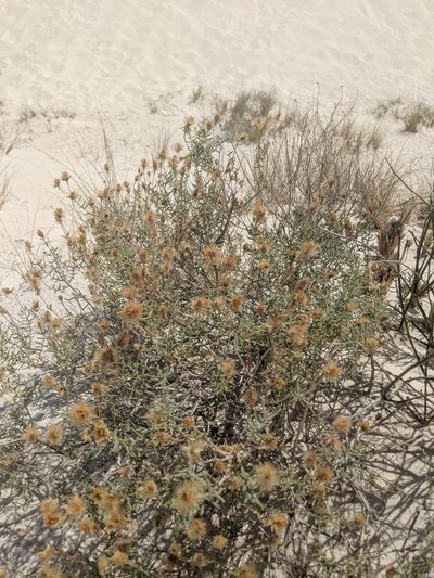 Pseudoclappia arenaria, photographed by Michael A. Alcorn