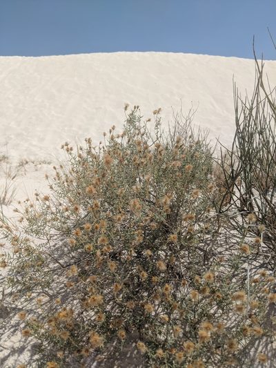Pseudoclappia arenaria, photographed by Michael A. Alcorn