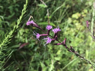 Liatris acidota, photographed by Laura Clark