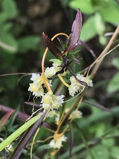 Cuscuta cuspidata, photographed by Laura Clark