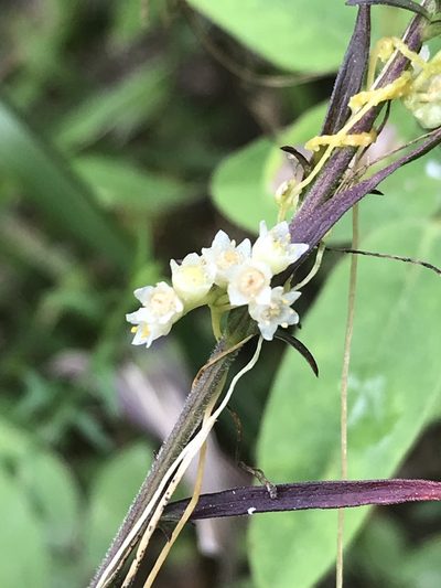 Cuscuta cuspidata, photographed by Laura Clark