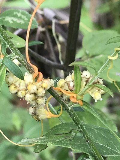 Cuscuta cuspidata, photographed by Laura Clark