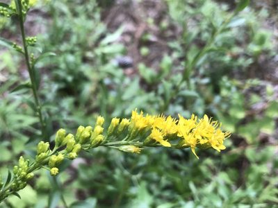 Solidago petiolaris, photographed by Laura Clark