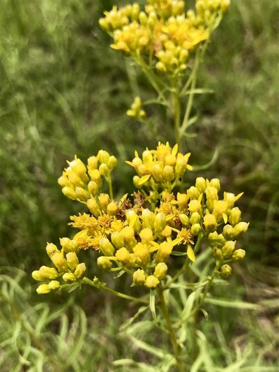 Solidago nitida, photographed by Laura Clark