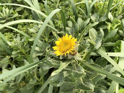Senecio pseudoarnica, photographed by Jason Grant