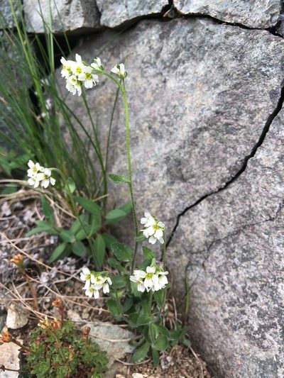 Draba borealis, photographed by Jason Grant