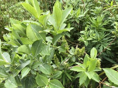 Salix barclayi, photographed by Jason Grant