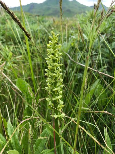 Platanthera convallariifolia, photographed by Jason Grant