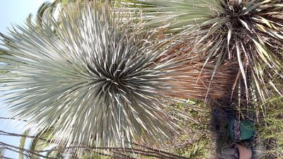 Yucca rostrata, photographed by Juan Carlos Ibarra Flores