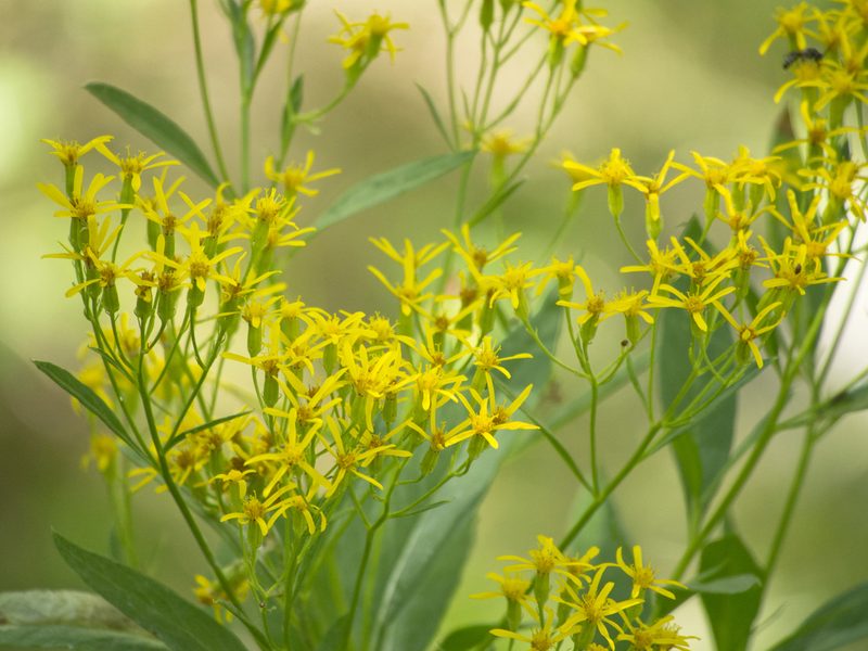 Senecio serra, photographed by Robbie Hannawacker