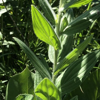 Lithospermum parviflorum, photographed by Christopher Zacharias