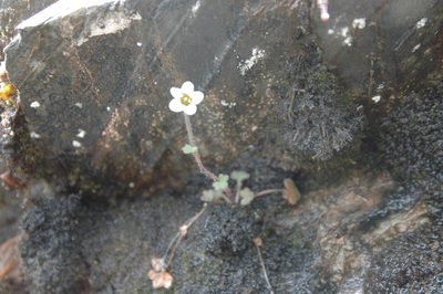 Saxifraga hyperborea, photographed by Syd Cannings