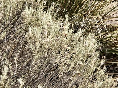 Tetradymia filifolia, photographed by CK2AZ