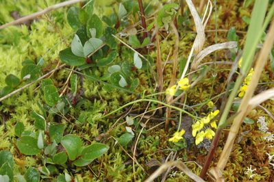 Draba ogilviensis, photographed by Syd Cannings