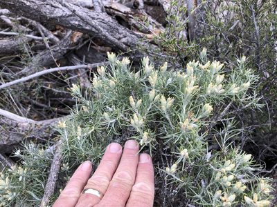 Tetradymia filifolia, photographed by CK2AZ