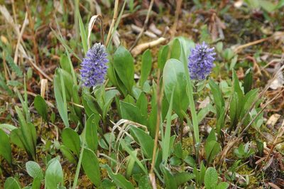 Lagotis glauca, photographed by Syd Cannings