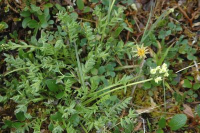 Oxytropis maydelliana, photographed by Syd Cannings