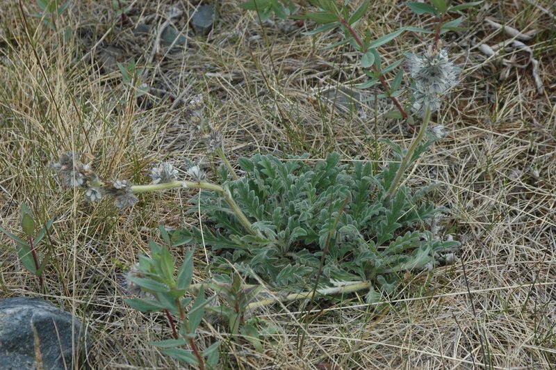 Phacelia mollis, photographed by Syd Cannings
