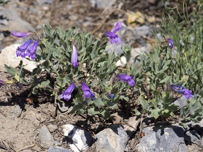 Penstemon montanus, photographed by Robbie Hannawacker
