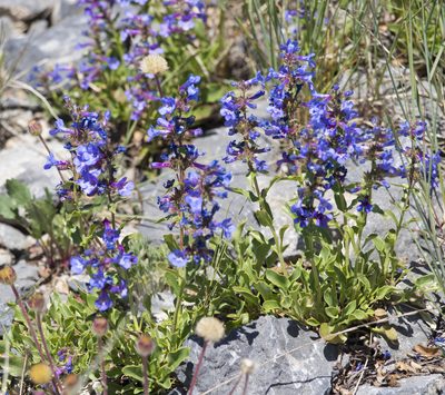 Penstemon humilis, photographed by Robbie Hannawacker